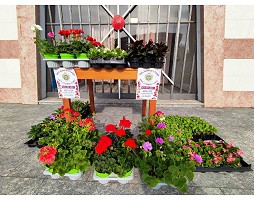 Vai alla pagina: Vendita fiori e piante da orto
